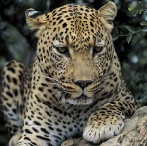 Meet your Posher, Marie